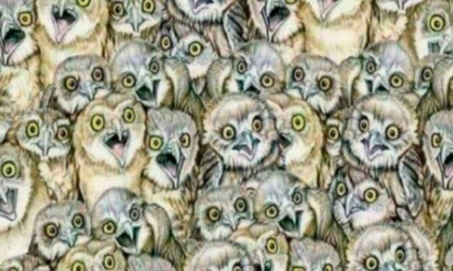 ΤΕΣΤ: Μπορείτε να βρείτε το γατάκι ανάμεσα στις κουκουβάγιες; 