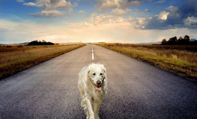 Ραγίζει καρδιές:  Η σπαρακτική στιγμή που σκύλος προσπαθεί να επαναφέρει στη ζωή άλλο σκύλο (pics)