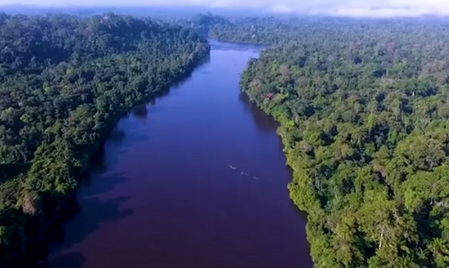 Απίστευτο: Αυτό είναι το ψηλότερο δέντρο στη γη - Ξεπερνάει σε ύψος το άγαλμα της ελευθερίας (pics)