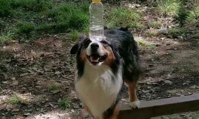 Τι κάνεις ρε σκύλε; Δείτε το απίθανο (video)