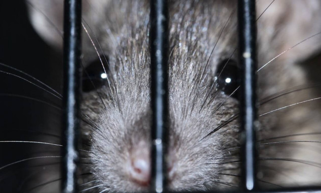 Αρουραιόπληκτη κηρύχθηκε η Περιφερειακή Ενότητα Λάρισας