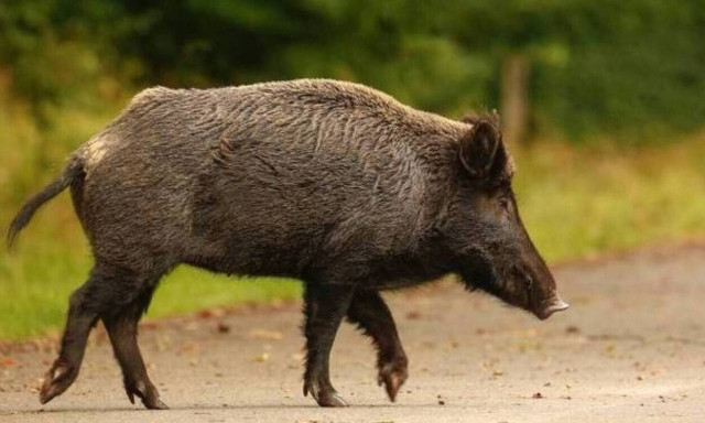 Γρεβενά: Στο νοσοκομείο βοσκός μετά από επίθεση αγριογούρουνου