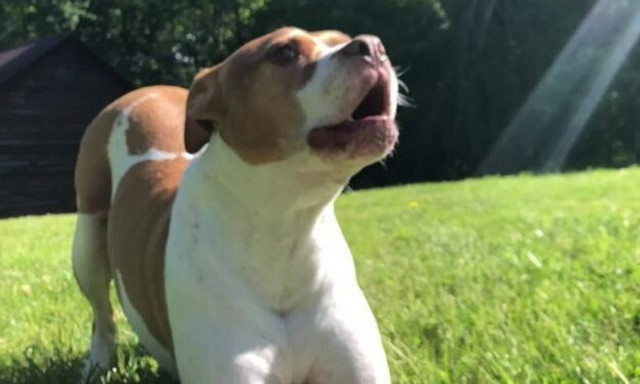 Αυτό δεν είναι πιτ-μπουλ αλλά… λιοντάρι! (vid)