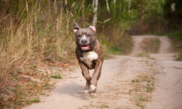 Φρίκη: Έπαθε κρίση επιληψίας και την κατασπάραξε ο σκύλος της