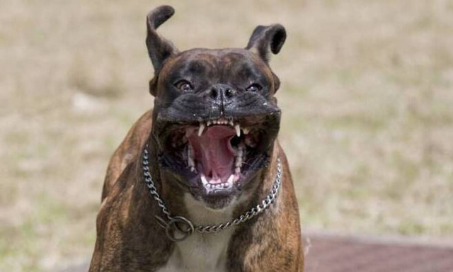 Σοκαριστικό βίντεο: 20χρονος σώζει 4χρονο αγόρι από τα δόντια πίτμπουλ (video)