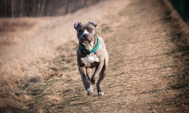 Πατέρας - ήρωας: Έσωσε τον 4χρονο γιο του από επίθεση πίτμπουλ