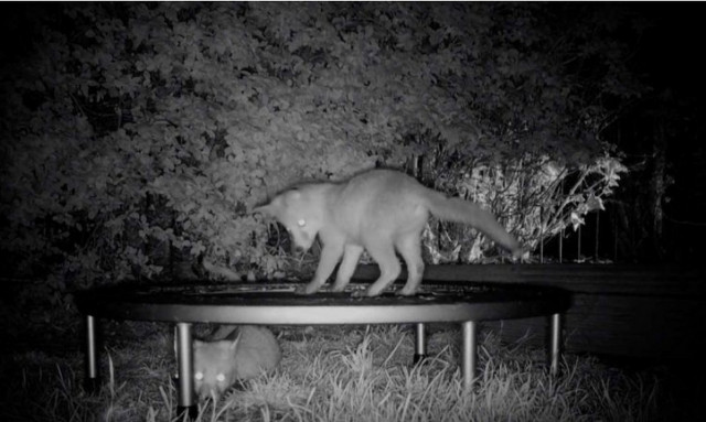 Tα πιο παιχνιδιάρικα αλεπουδάκια που έχετε δει ποτέ!