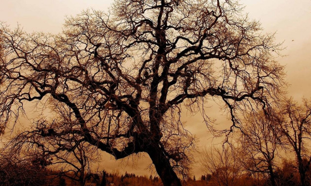 Το «Δέντρο της Χρονιάς» είναι μια βελανιδιά 500 ετών 