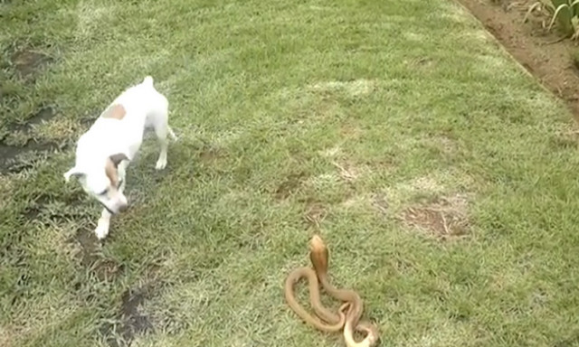 Σκύλος ξεσκίζει βασιλική κόμπρα για να προστατέψει την οικογένειά του! (vid)