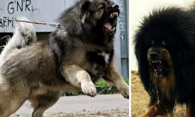 Tο πιο αιμοβόρικο τσοπανόσκυλο του κόσμου! (vid)