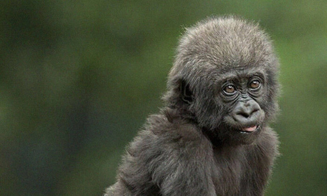 Απίστευτο: Αυτή είναι η γοριλίτσα με τα... ανθρώπινα δάχτυλα! (pics)