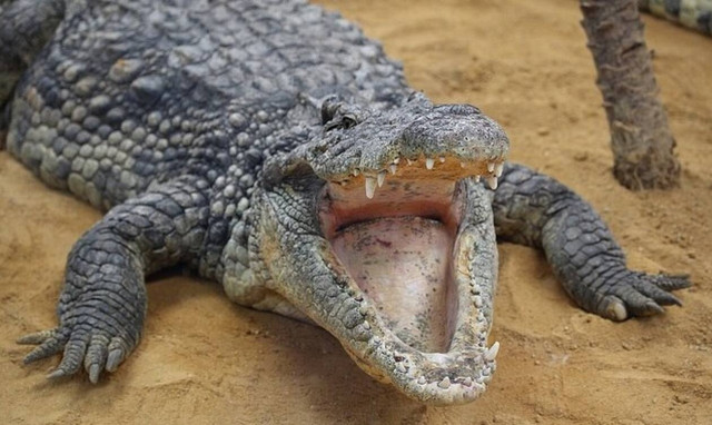 Φονικές επιθέσεις από κροκόδειλο - Νεκρή μία γυναίκα και άλλη μία αγνοείται