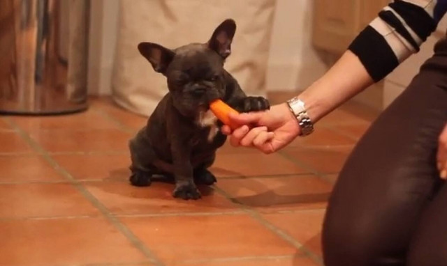 Δίνουν λιχουδιά στο κουτάβι και παθαίνει… ηλεκτροσόκ! (vid)