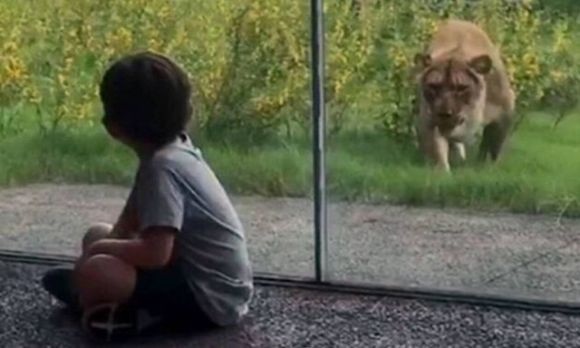 Ύπουλο λιοντάρι «ορμάει» σε ανυποψίαστα παιδάκια