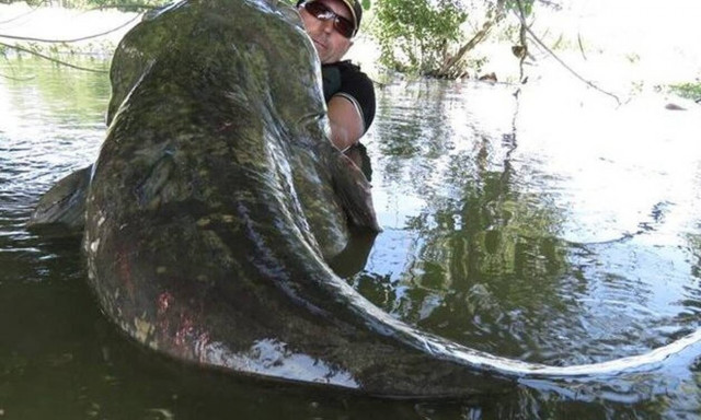 Τσέρνομπιλ: Δείτε τα ψάρια... τέρατα που κυκλοφορούν σήμερα στα ποτάμια του