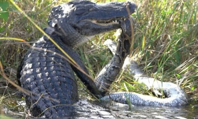Αλιγάτορας καταβροχθίζει γιγάντιο πύθωνα στο άψε-σβήσε! 
