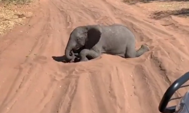 Δείτε πώς αντιδράει το ελεφαντάκι όταν συναντάει τους τουρίστες (vid)