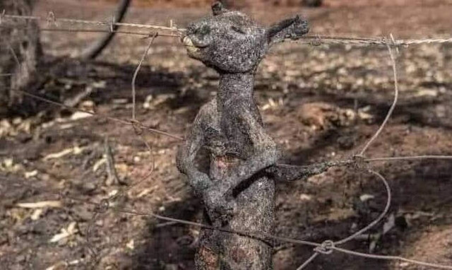 Αυστραλία: Η κόλαση επί Γης! Δεκάδες νεκροί - Δισεκατομμύρια απανθρακωμένα ζώα (pics&vids)