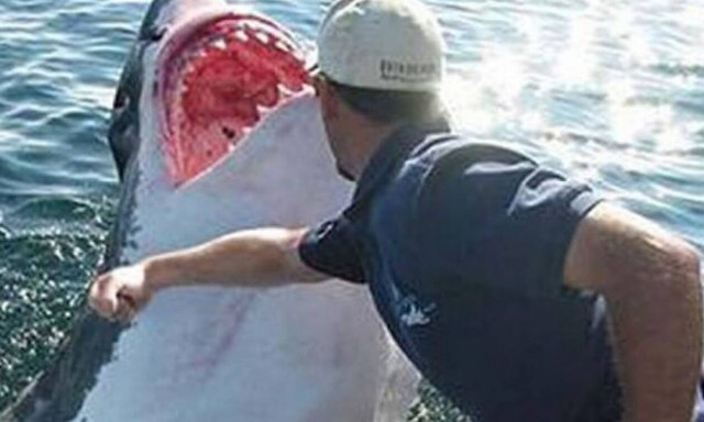 Απίστευτο βίντεο: Δύτης ρίχνει κανονικό… μπουκέτο σε καρχαρία! (vid)