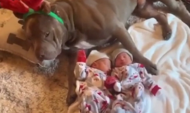 Η αγάπη που βγάζει το πιτ μπουλ στα νεογέννητα θα σας… γονατίσει! (vid)