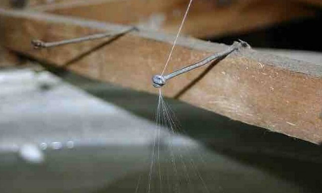 Και όμως αυτά τα έντομα που βρίσκονται στην Εύβοια γεννούν χρυσάφι