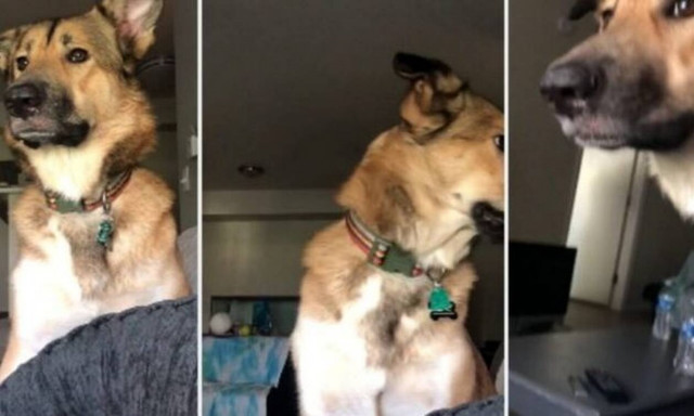 Λένε στο σκυλί να ΜΗΝ γαβγίσει και η αντίδρασή του είναι επική! (vid)