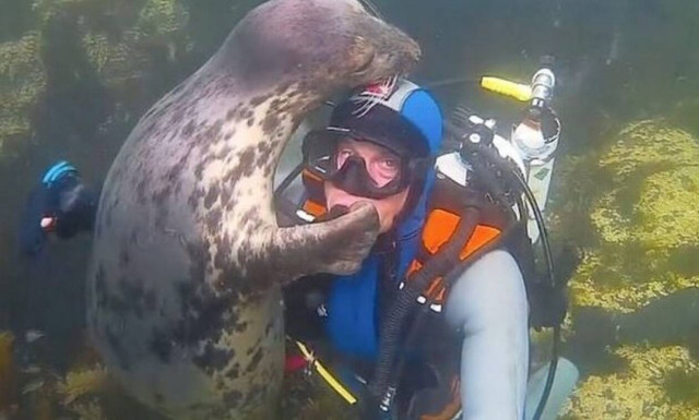 Φώκια συναντάει δύτη και η αντίδρασή της «λιώνει» καρδιές! (vid)