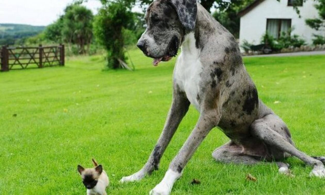 Το πιο ψηλό σκυλί του κόσμου συνάντησε το μικρότερο! (Vid)