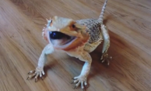 Πετάνε μούρα σε αυτόν το δράκο και κάνει σαν… παλαβός!