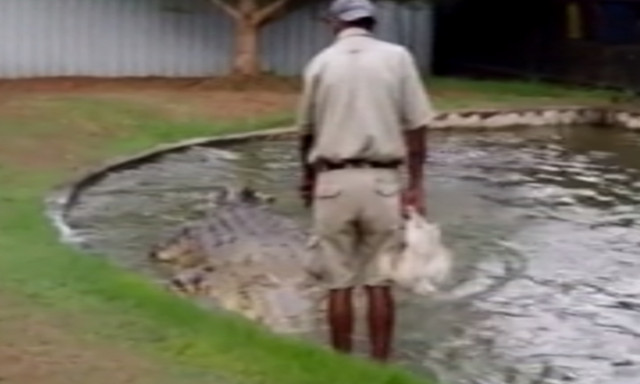 Δίνει μια ζωντανή κότα στον κροκόδειλο και δείτε τι ακολουθεί! (vid)