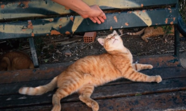 Αυτή η γάτα είναι η πιο… Ελληνίδα από όλες! Δείτε το βίντεο και θα καταλάβετε