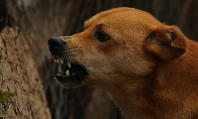 Σοκ στη Χαλκιδική: Τέσσερα αδέσποτα επιτέθηκαν σε 11χρονο