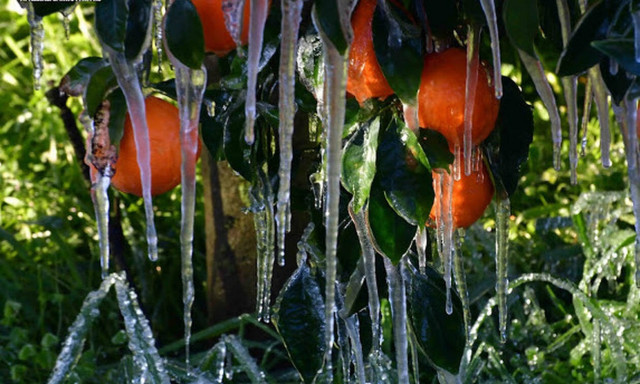 Απίστευτες εικόνες από τον παγετό στην Αργολίδα