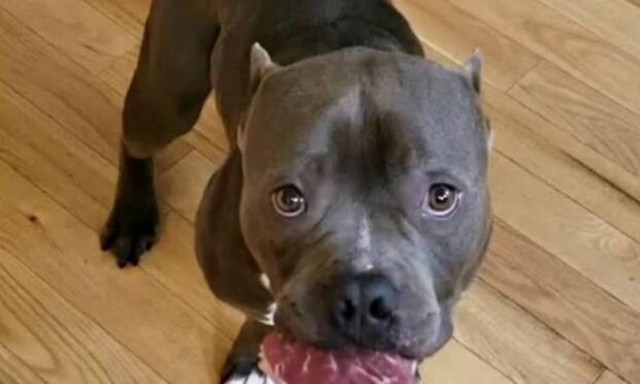 Δείτε τι κάνει το πιο πειθαρχημένο πιτ-μπουλ του κόσμου! 