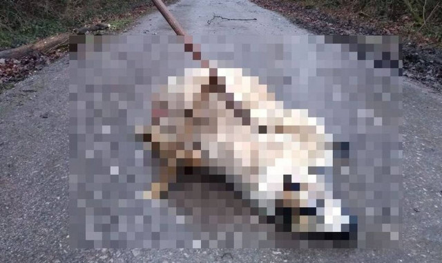 Bρήκαν σφαγμένο πρόβατο σε σατανιστική τελετή στη μέση του δρόμου με ανάποδο σταυρό δίπλα του