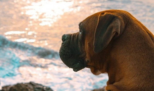 Χαλκίδα: Δες τι έκαναν σε ένα σκυλάκι για να μην κρυώνει!