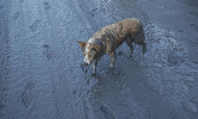Έκρηξη ηφαιστείου Ταάλ στις Φιλιπίννες: Σκληρές εικόνες ζώων θαμμένων στη στάχτη