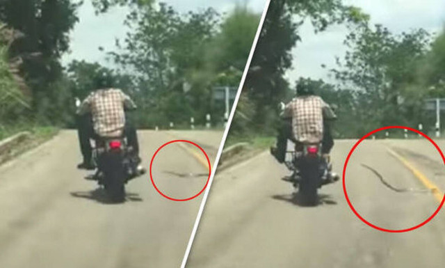 Φίδι κάνει «πέσιμο» σε ανυποψίαστο μοτοσικλετιστή! (vid)
