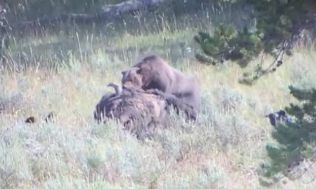 Πεινασμένη αρκούδα σέρνει βίσονα 800 κιλών με τα δόντια της! (vid)