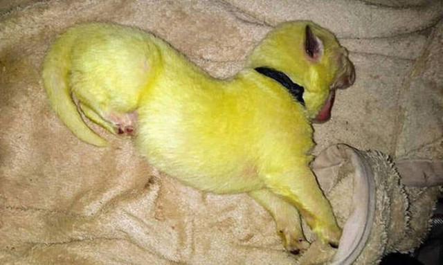 Χαλκ, το λαχανί κουτάβι: Πώς εξηγούν οι επιστήμονες το περίεργο φαινόμενο