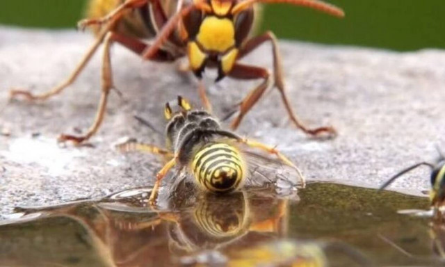 Σφήκα-φονιάς κατατροπώνει ολόκληρο μελίσσι! (video)