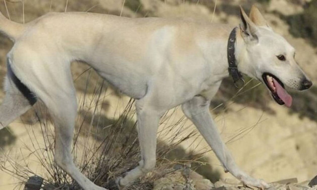 Η πανάρχαια ράτσα σκύλου που ζει μόνο στην Κρήτη! (vid)