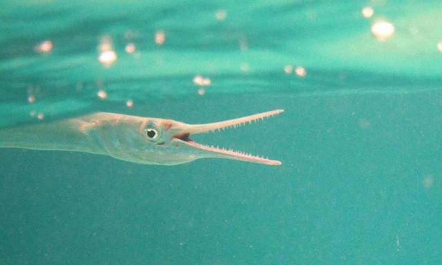 Ψάρι πήδηξε από το νερό και καρφώθηκε στο λαιμό 16χρονου (ΣΚΛΗΡΕΣ ΕΙΚΟΝΕΣ)