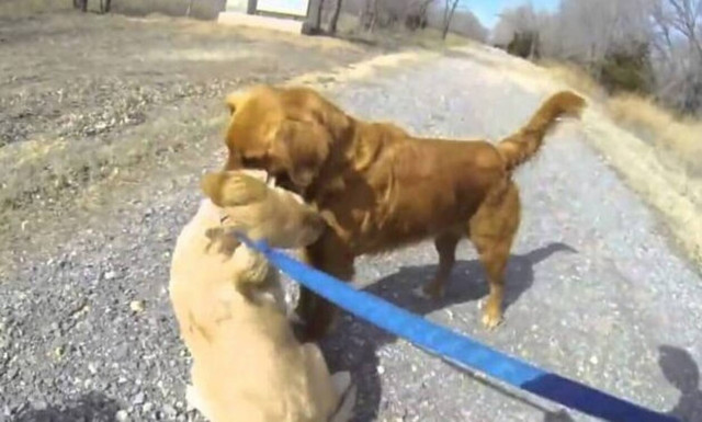 Σκυλίτσα συναντάει τη μαμά της μετά από 3 μήνες - Δείτε αντιδράσεις