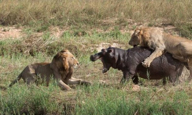 Πέντε λιοντάρια κάνουν «ντου» στον ιπποπόταμο αλλά αυτός είναι… βράχος! 