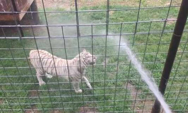 Έριξαν νερό με το λάστιχο στην τίγρη κι αυτό που συμβαίνει είναι φανταστικό!