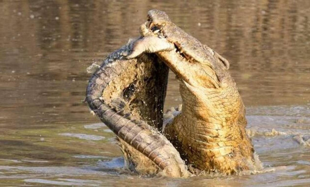 Σκληρές εικόνες: Κροκόδειλος καταβροχθίζει τον… ξάδερφό του! (vid)