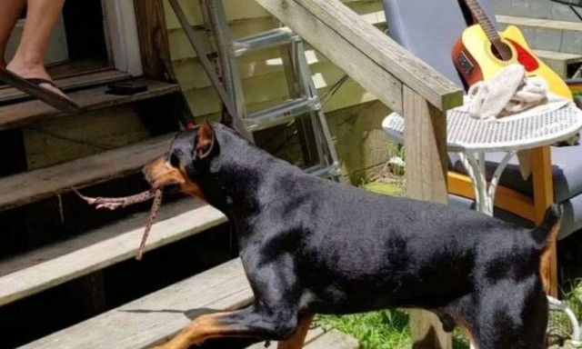 Ντόμπερμαν επιστρέφει σπίτι και η αφεντικίνα του ουρλιάζει με αυτό που βλέπει στο στόμα του! (video)