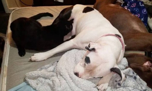 Δεν ξανάγινε! Πιτ μπουλ θηλάζει νεογέννητα γατάκια! (video)