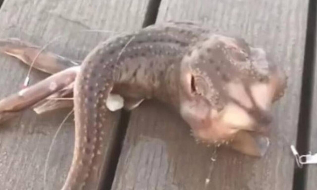 Τρόμος: Αυτό δεν είναι χταπόδι! Απόκοσμο πλάσμα βγήκε από τη θάλασσα